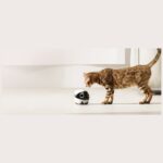 Enabot ROLA Mini Companion Robot - imagine 4