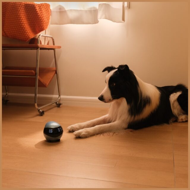 EBO AIR 2 - home monitoring robot (blue) - imagine 7