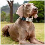 Enabot ROLA PetTracker-GPS Tracker for Pets | MP4 | Dark Blue - imagine 7