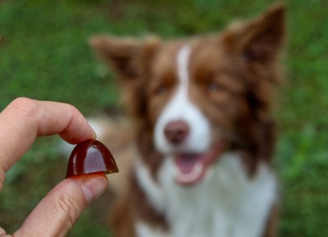 GELOREN Small dog Joints - dog vitamins - 180g - imagine 4