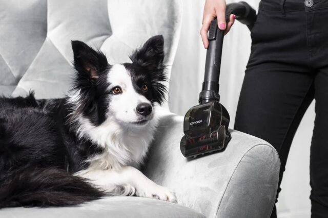 Concept VP5151 vacuum 2 L Drum vacuum Dry 800 W Bagless - imagine 6