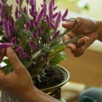 Plant Care Set for Plants 3 pcs - imagine 4