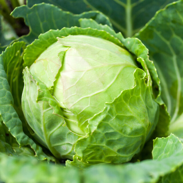 PNOS Nasiona warzyw | Kapusta Głowiasta Biała Roem Van Enkhuizen 2 | Opakowanie 2g - imagine 8