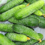 PNOS Nasiona na taśmie | Ogórek Gruntowy Śremski F1 | Taśma 6m - imagine 7