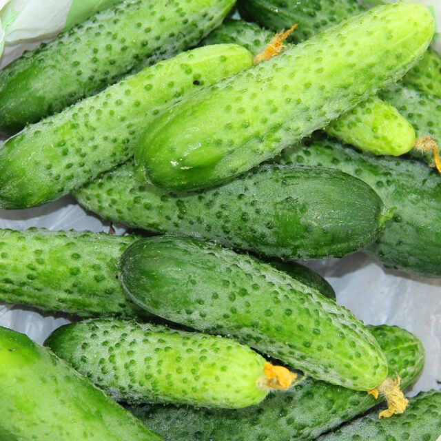 PNOS Nasiona na taśmie | Ogórek Gruntowy Śremski F1 | Taśma 6m - imagine 7