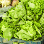 PNOS Nasiona na taśmie | Sałata Głowiasta Masłowa Justyna | Taśma 6m - imagine 5