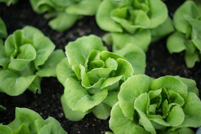 Toraf Nasiona warzyw | Sałata Masłowa Królowa Majowych | Opakowanie 2g - imagine 4