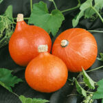 PNOS Nasiona warzyw | Dynia Olbrzymia Dolores | Opakowanie 5g - imagine 4