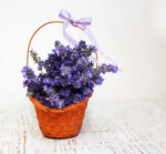 Toraf Nasiona ziół | Lawenda | Opakowanie 0,2g - imagine 5