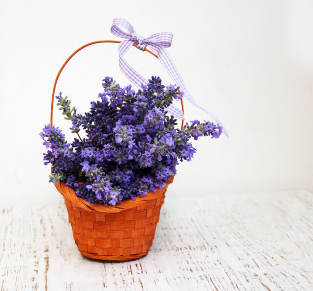 Toraf Nasiona ziół | Lawenda | Opakowanie 0,2g - imagine 5