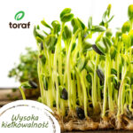 TORAF ZESTAW NASION SMAKI LATA - 7 OPAKOWAŃ - imagine 2