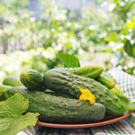 PNOS Nasiona otoczkowane | Ogórek Gruntowy Szeryf F1 | Opakowanie 50szt - imagine 7