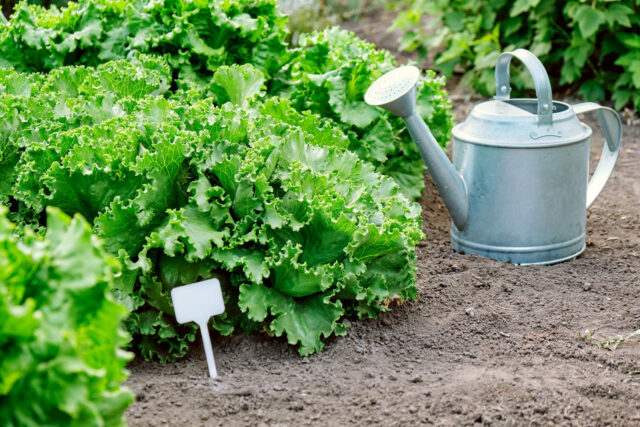 Toraf Nasiona warzyw | Sałata Krucha Lodowa Great Lakes 118 | Opakowanie 2g - imagine 6