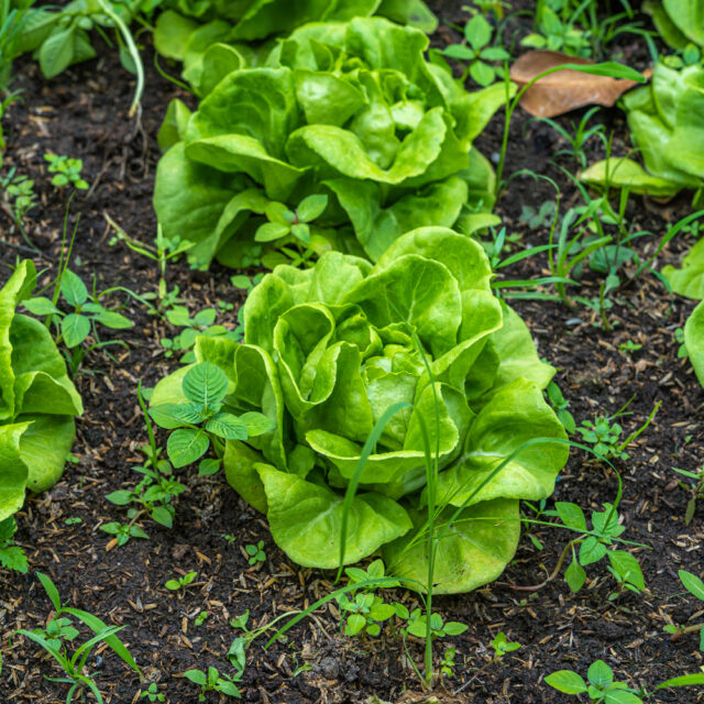 PNOS Nasiona otoczkowane | Sałata Głowiasta Masłowa Królowa Majowych | Opakowanie 100szt. - imagine 6