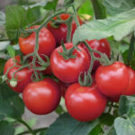 PNOS Nasiona warzyw | Pomidor Gruntowy Faworyt | Opakowanie 1g - imagine 4