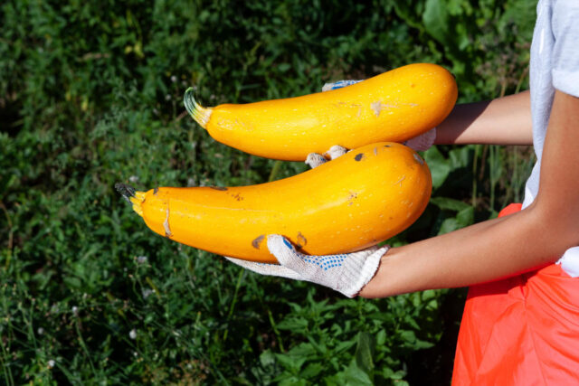 Toraf Nasiona warzyw | Cukinia Goldena | Opakowanie 5g - imagine 7