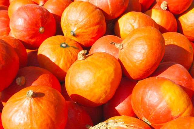 Toraf Nasiona warzyw | Dynia Uchiki Kuri | Opakowanie 5g - imagine 5