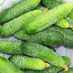 PNOS Nasiona na taśmie | Ogórek Gruntowy Portal | Taśma 6m - imagine 7