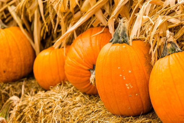 Toraf Nasiona warzyw | Dynia Olbrzymia Bambino | Opakowanie 5g - imagine 5