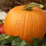 PNOS Mieszanka nasion | Dynia Olbrzymia | Opakowanie 6g - imagine 5