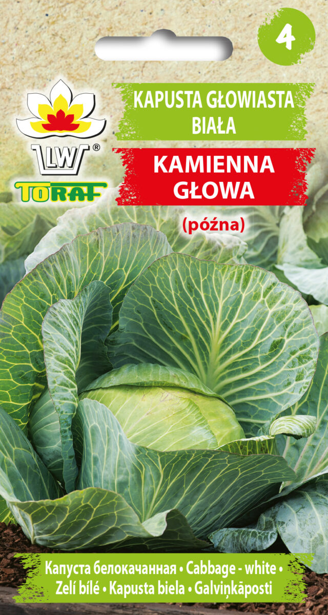 Toraf Nasiona warzyw | Kapusta Głowiasta Biała Kamienna Głowa | Opakowanie 2g - imagine 2