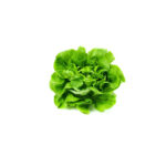 PNOS Nasiona na taśmie | Sałata Głowiasta Masłowa Justyna | Taśma 6m - imagine 8