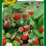 PNOS Nasiona warzyw | Poziomka Rugia | Opakowanie 0,5g