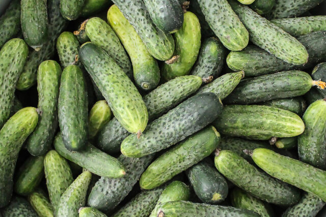 Toraf Nasiona warzyw | Ogórek Wisconsin SMR 58 | Opakowanie 5g - imagine 7