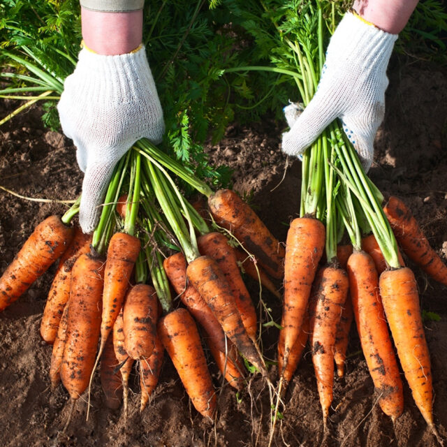 PNOS Nasiona warzyw | Marchew Jadalna Lenka | Opakowanie 5g - imagine 5