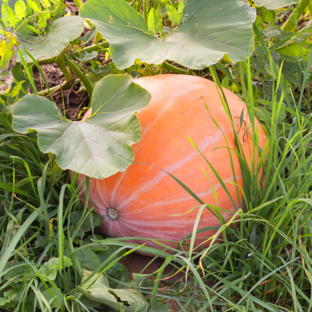 PNOS Mieszanka nasion | Dynia Olbrzymia | Opakowanie 6g - imagine 6