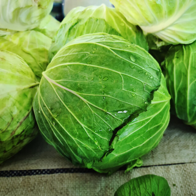 PNOS Nasiona warzyw | Kapusta Głowiasta Biała Roem Van Enkhuizen 2 | Opakowanie 2g - imagine 5