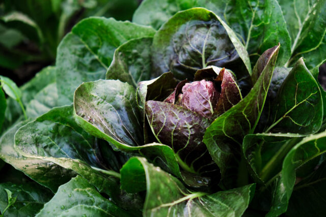 Toraf Nasiona warzyw | Cykoria Sałatowa Palla Rossa 3 | Opakowanie 5g - imagine 5