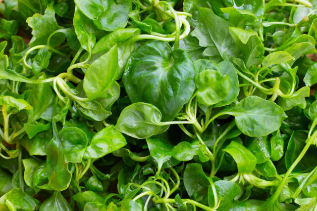 Toraf Nasiona warzyw | Rukiew Wodna | Opakowanie 0,2g - imagine 4