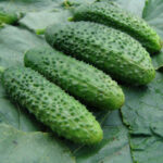 PNOS Nasiona na taśmie | Ogórek Gruntowy Portal | Taśma 6m - imagine 5