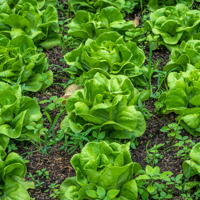 PNOS Nasiona otoczkowane | Sałata Głowiasta Masłowa Królowa Majowych | Opakowanie 100szt. - imagine 4