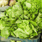 PNOS Nasiona otoczkowane | Sałata Głowiasta Masłowa Królowa Majowych | Opakowanie 100szt. - imagine 5