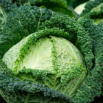 PNOS Nasiona warzyw | Kapusta Włoska Langedijska | Opakowanie 2g - imagine 4