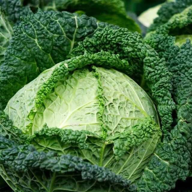 PNOS Nasiona warzyw | Kapusta Włoska Langedijska | Opakowanie 2g - imagine 4