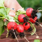 PNOS Nasiona warzyw | Rzodkiewka Karminowa | Opakowanie 10g - imagine 6