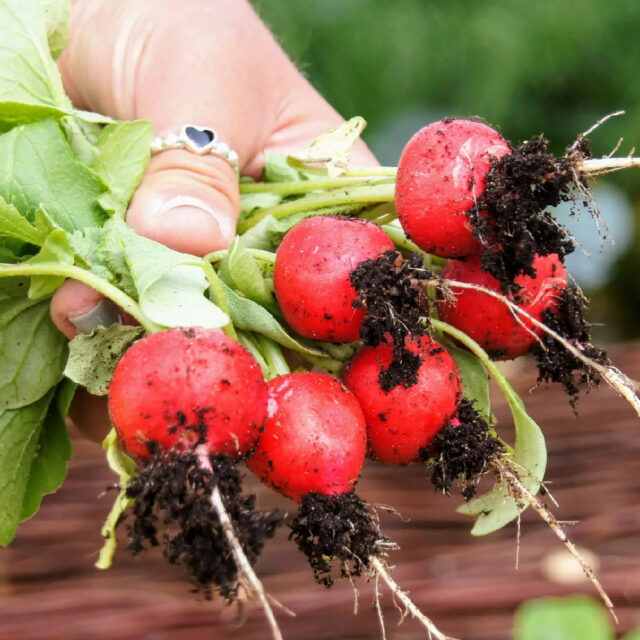 PNOS Nasiona warzyw | Rzodkiewka Karminowa | Opakowanie 10g - imagine 6