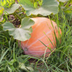 PNOS Nasiona warzyw | Dynia Olbrzymia Dolores | Opakowanie 5g - imagine 7