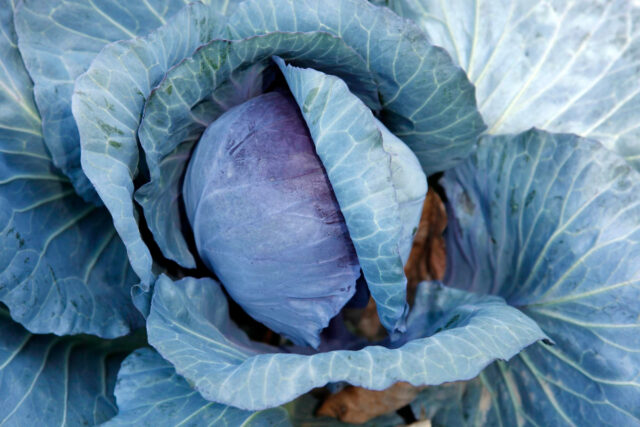 Toraf Nasiona warzyw | Kapusta Głowiasta Czerwona Mars | Opakowanie 2g - imagine 4