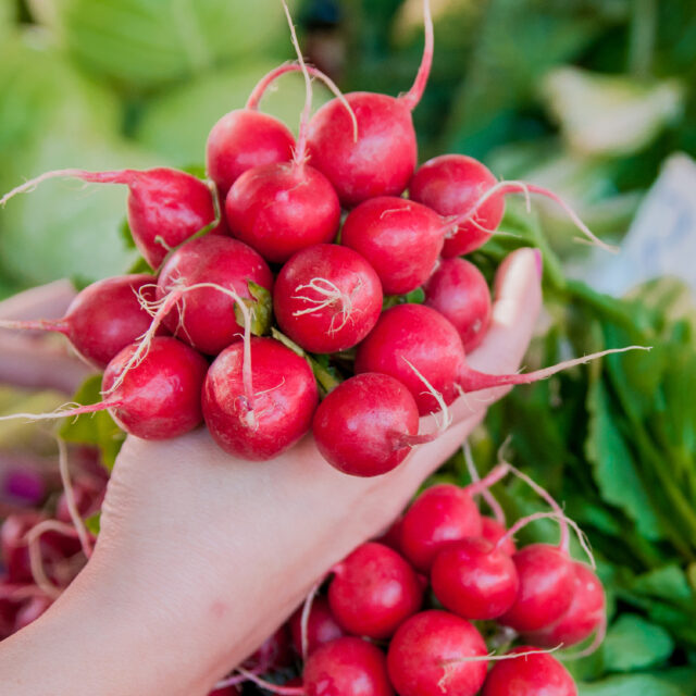 PNOS Nasiona warzyw | Rzodkiewka Karminowa | Opakowanie 10g - imagine 4