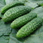 PNOS Nasiona otoczkowane | Ogórek Gruntowy Szeryf F1 | Opakowanie 50szt - imagine 5