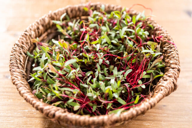 PNOS Nasiona na kiełki | Rzodkiewka China Rose | Opakowanie 20g - imagine 5