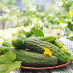 PNOS Nasiona na taśmie | Ogórek Gruntowy Portal | Taśma 6m - imagine 6