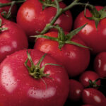 PNOS Nasiona warzyw | Pomidor Gruntowy Faworyt | Opakowanie 1g - imagine 6