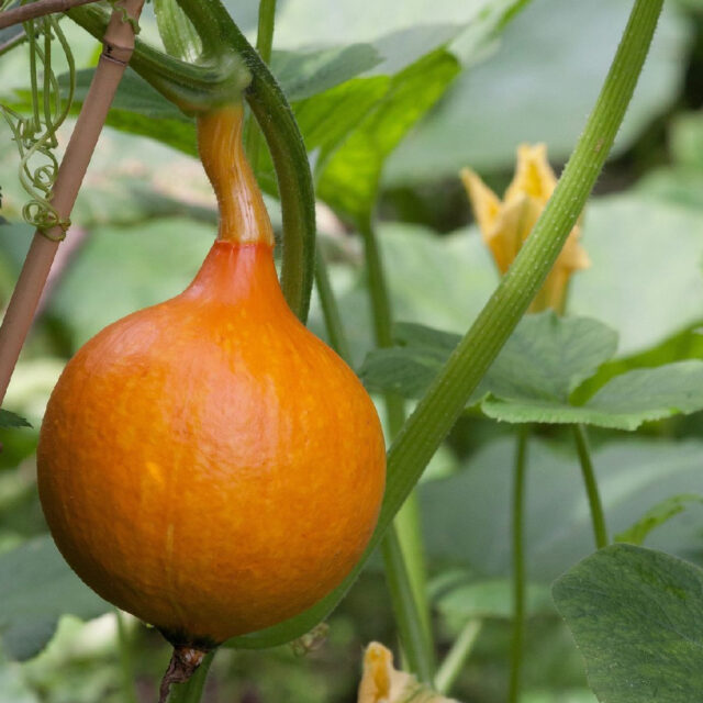 PNOS Nasiona warzyw | Dynia Olbrzymia Dolores | Opakowanie 5g - imagine 5