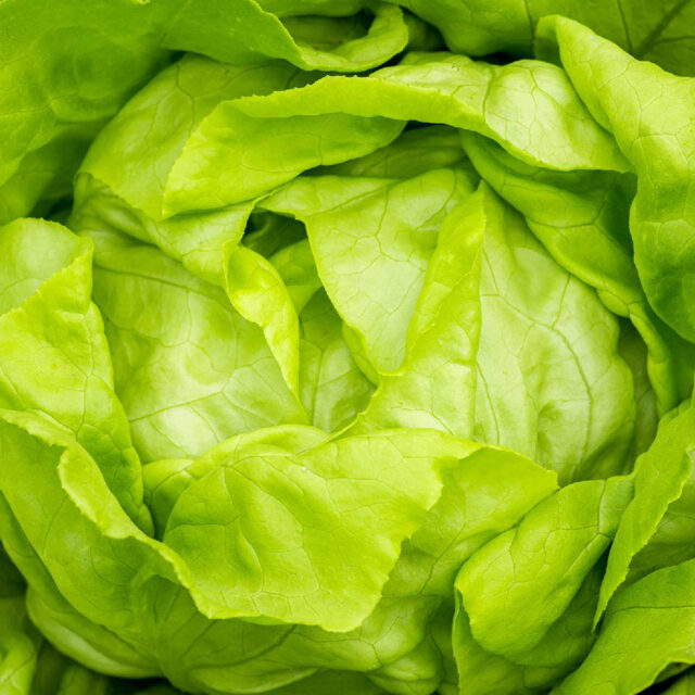 PNOS Nasiona na taśmie | Sałata Głowiasta Masłowa Justyna | Taśma 6m - imagine 7