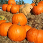 PNOS Mieszanka nasion | Dynia Olbrzymia | Opakowanie 6g - imagine 4